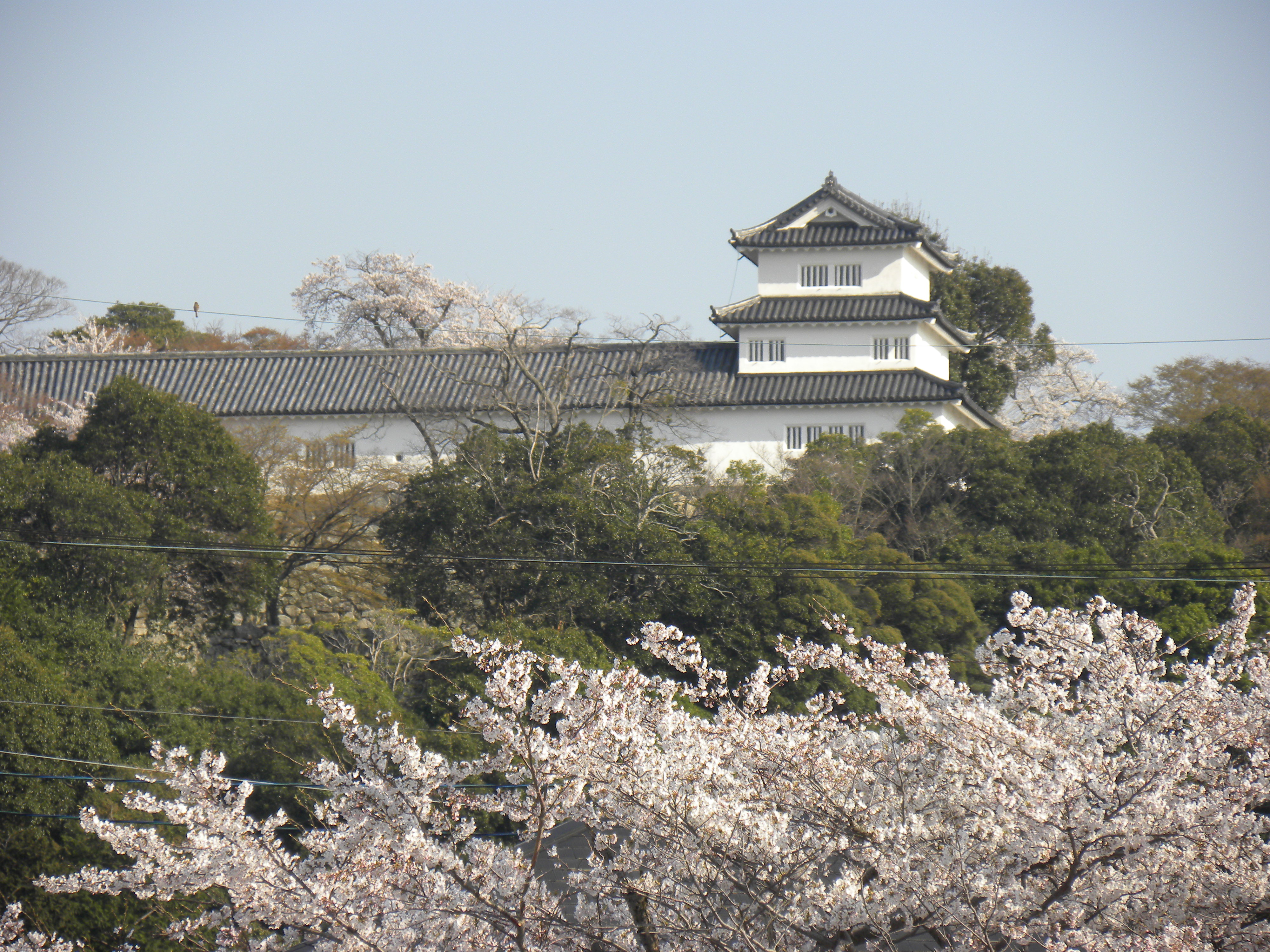 2011sakura 003.jpg
