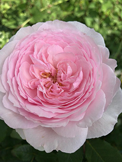 rose180514.jpg