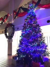 tree.jpg