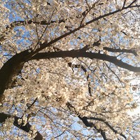 2019春の桜.jpg